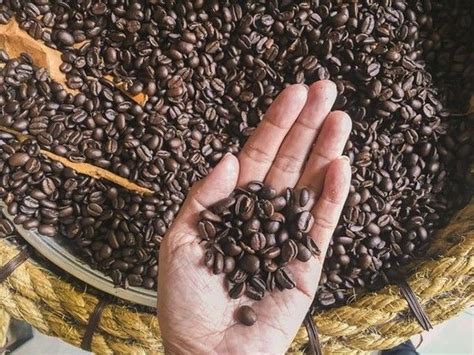 mengenal  jenis kopi terbaik  indonesia