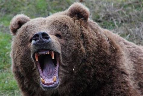 One Angry Kodiak Bear In 2020 Bär Grizzlybär