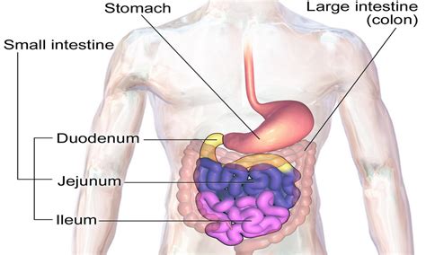 The small intestine consists of three different parts: Bowel Obstruction - Several Disorders Are Known To Cause ...