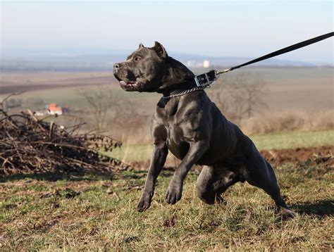 They are not only a bodyguard but also great companion and friend. The Bandog Is The Perfect Guard Dog - Whatafy - We Have ...
