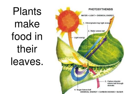 Ppt Plants Produce Food Powerpoint Presentation Free Download Id