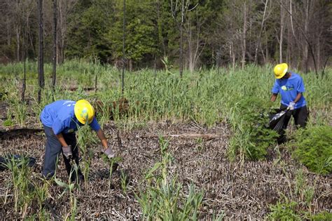 Students Removing Invasive Plants Stock Image C0211553 Science