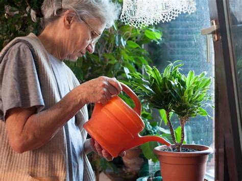 Indoor Gardening For Seniors Indoor Plants For Older Gardeners