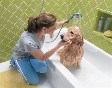 We will offer free rubber gloves. Bathing your dog in the shower - The Perfect Baths
