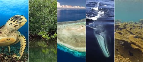 5 Marine Conservation Success Stories Odyssea