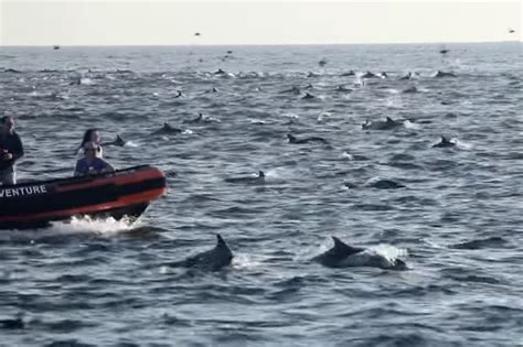 Mega Pod Of 1000 Dolphins Spotted Off California Coast