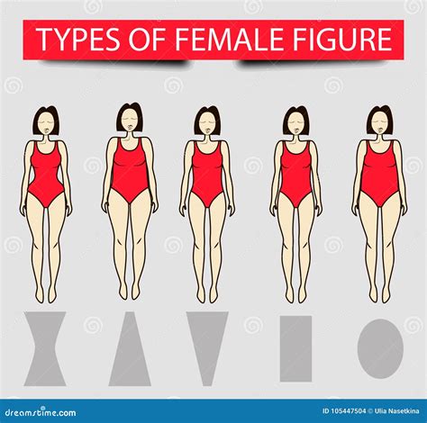 Five Types Of Female Figures Vector Image Stock Vector Illustration