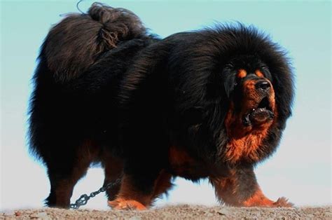 10 Big Fluffy Dog Breeds That Are Absolutely Beautiful Tibetan
