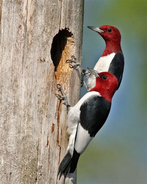 Help The Red Headed Woodpecker Read This Article Citizen Science