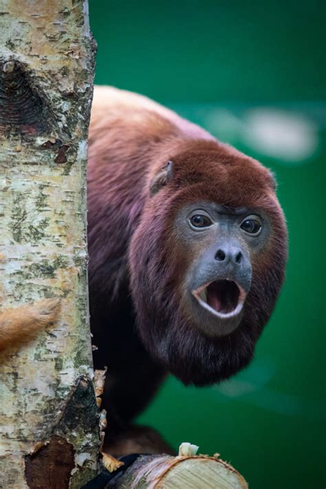 Dublin Zoo Welcomes Two Venezuelan Red Howler Monkeys Dublin Zoo