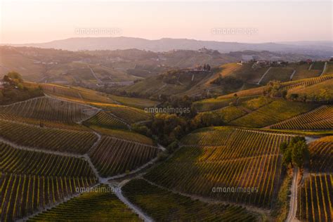 Aerial View Over The Hills Of Le Langhe Wine Region In Autumn Piedmont