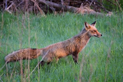Red Fox On The Hunt In Grass Field Stock Photo Image Of Furry North