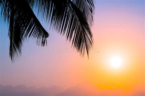 Beautiful Silhouette Coconut Palm Tree On Sky Around Swimming Pool In