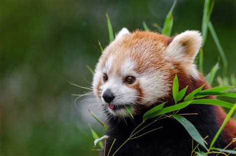 Roter Panda Kleine Süß · Kostenloses Foto Auf Pixabay