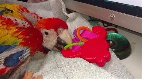 Six Weeks Scarlet Macaw Babies Youtube