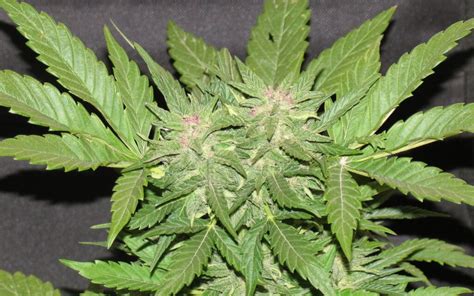 Best Kush Strains The Top Three You Should Try Its About Time To