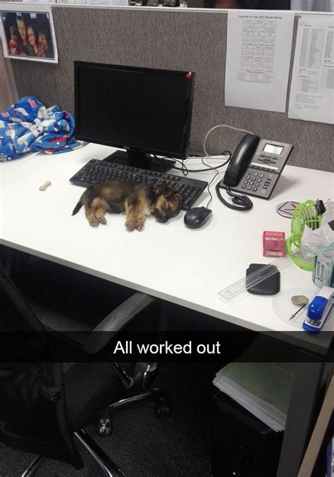 10 Hilarious Animal Snapchats Guaranteed To Make You Laugh Out Loud