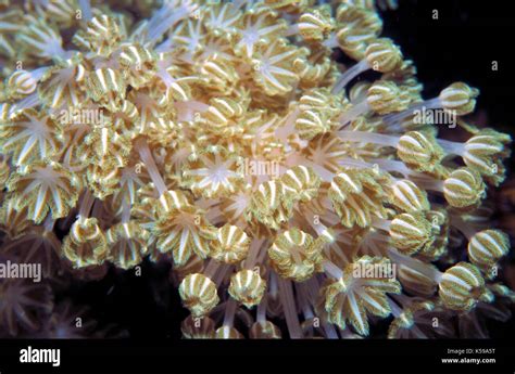 Alcyonacea Soft Coral Pattern Sabah Borneo Stock Photo Alamy