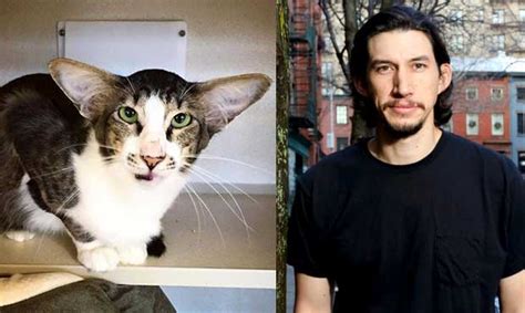 Cats Who Totally Look Like Famous Tv Characters