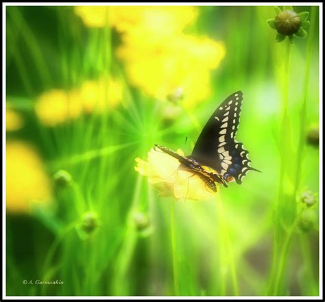 Black Swallowtail Butterfly Photograph By A Macarthur Gurmankin Fine