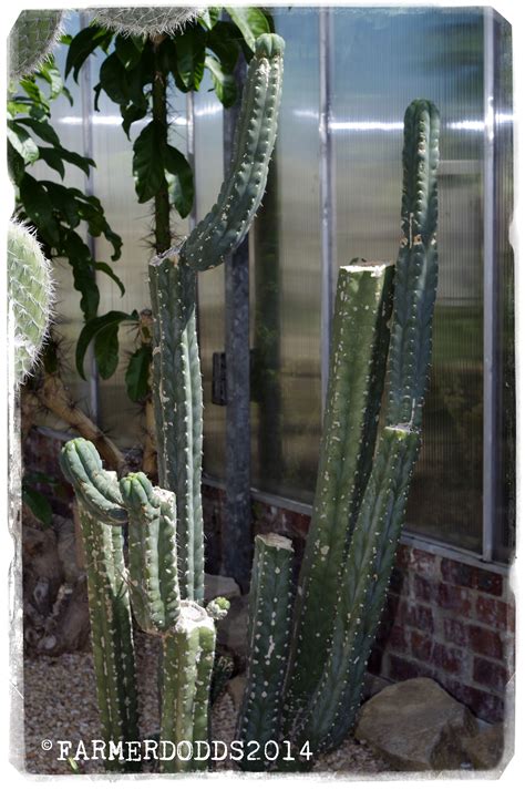 Trichocereus Pachanoi Common Type Cactus Plants Plants Cactus