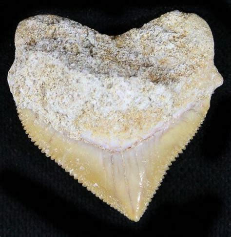 Nice Squalicorax Crow Shark Fossil Tooth 23499 For Sale