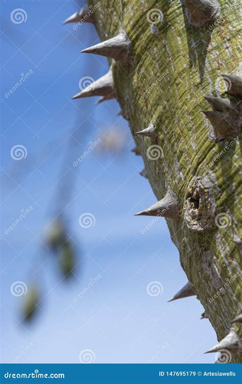 Chorisia Tree Trunk With Sharp Thorns Stock Image Image Of Thorn