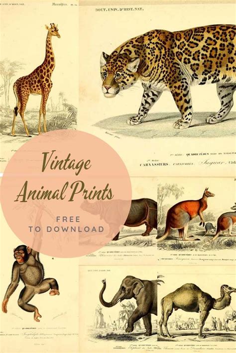 A Stunning Collection Of Victorian Vintage Animal Prints Free To
