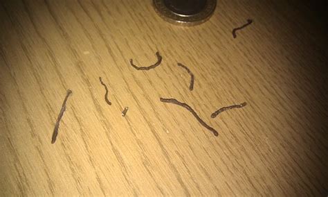 Hookworm infestation is not as common in cats as it is in dogs. HELP! Identify these weird worm things - Singletrack Magazine