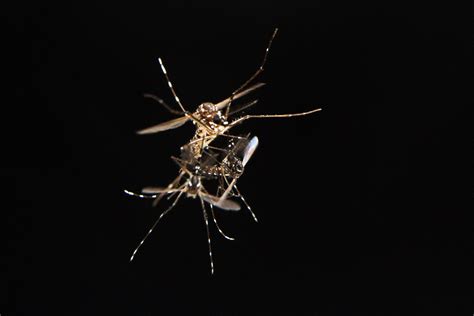 The Rockefeller University Mosquito Sex Protein Could Provide Key To Controlling Disease