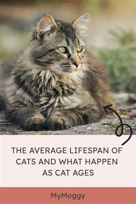 The Average Lifespan Of Cats And What Happen As Cat Ages In 2023 Cat