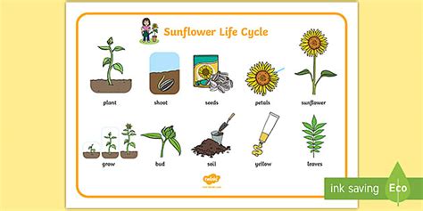 Sunflower Life Cycle Word Mat Teacher Made Twinkl