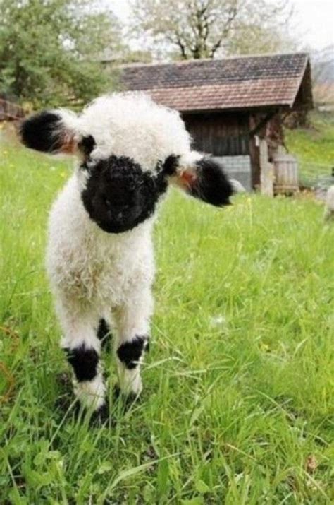 Cute Baby Lamba Lambs Pinterest