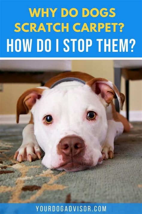 Why Do Dogs Scratch Carpet How Do I Stop Them Your Dog Advisor
