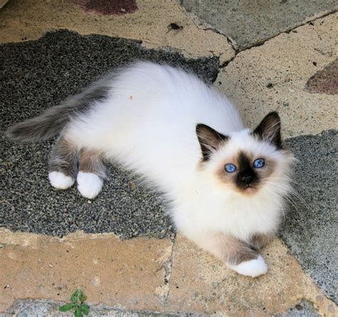 cute birman kitten for sale | exotic kittens for sale usa | best exotic ...