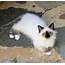 Cute Birman Kitten For Sale  Exotic Kittens Usa Best