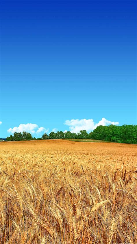 Wheat Field Clear Blue Sky iPhone 6 Plus HD Wallpaper HD ...