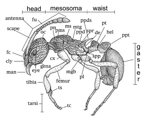 Morphological Feautures Of Of Ants