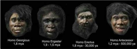 History Of Evolution Hominid Evolution