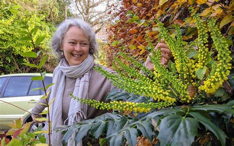 a plant for winter pollinators with brigit strawbridge howard this is alfred