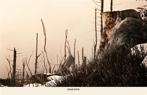 Photography Black Forest On Behance