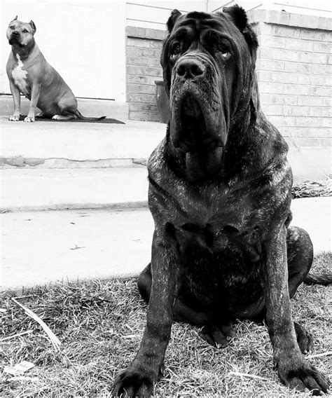 American Molossus Pup Old World Euphrates Owned By Dark Mountain