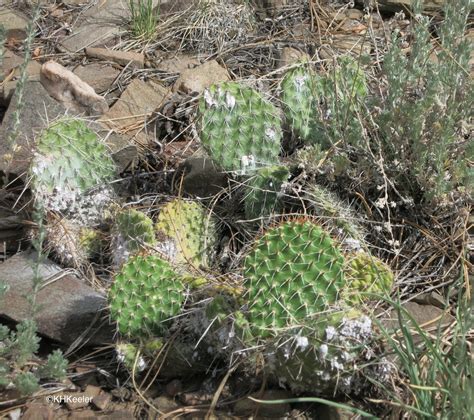Prickly pear cacti are native to the western hemisphere. A Wandering Botanist: The Cactus Family, Cactaceae