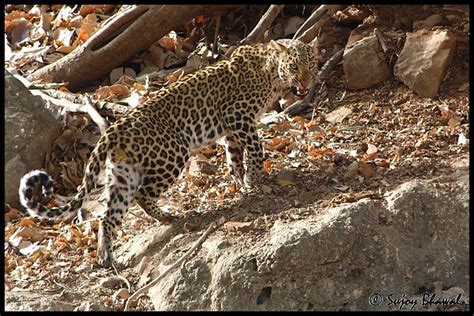 Indian Leopard Ranthambore National Park Sujoy Bhawal Flickr