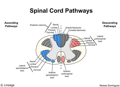 Digram Of Spinal Cord
