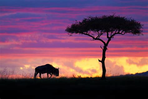 Masai Mara National Reserve Travel Kenya Lonely Planet