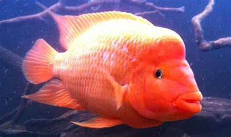 Red Devil Cichlid Amphilophus Labiatus Species Guide