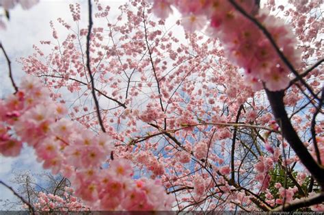 Les Plus Belles Photos De Cerisiers En Fleur Photo Le Blog