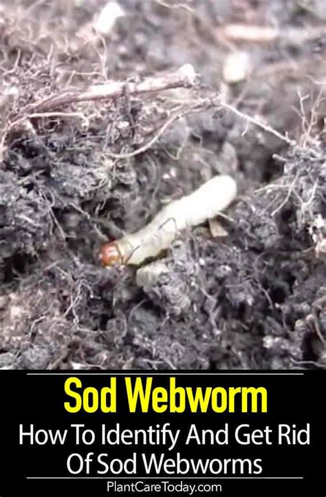 Sod Webworm How To Identify And Get Rid Of Sod Webworms