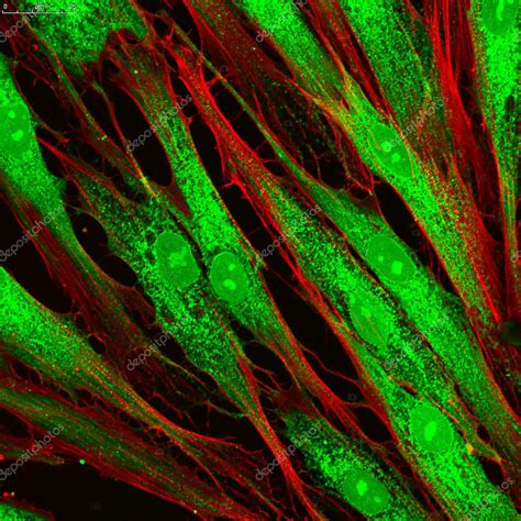 Confocal Microscopy Of Fibroblast Cells Stock Photo Download Image 39b